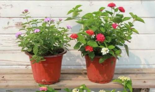 宿州小三爆料视频最新,真相揭露,道德底线再受冲击 第2张 宿州小三爆料视频最新,真相揭露,道德底线再受冲击 第2张